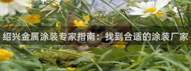 美高梅游戏安卓手机版官网